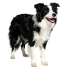 Border Collie Hund Energiegeladen