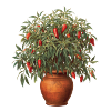 Chilipflanze im Terrakotta-Topf