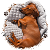 Dackel Kuscheltraum auf Decke