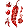 Anatomische Chili-Illustration in Rot