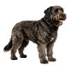 Bouvier des Flanders