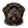 Bouvier des Flanders