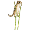 Streifenhörnchen auf Stelzen aus Spargel