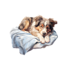 Aussie Schlafshirt