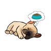 Bulldogge Schlafshirt