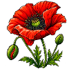Roter Mohn: Blühende Illustration