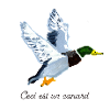 Ceci est un Canard