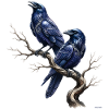 Celtic Ravens Zweig-Design.