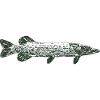 Pike