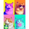 Katzen Türkisch Van Katze