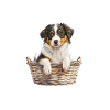 Aussie-Welpenkorb