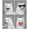 Katzen Türkisch Angora Katze