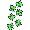 Ahornblatt Blätter Symbol