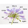 Zyklus der Blüte – Blumenpoem