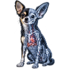 Röntgen-Chihuahua-Skelett