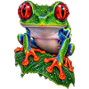 Rotäugiger Laubfrosch auf Blatt