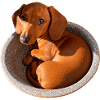 Dackel Kuschelpfote Napfdesign