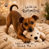 Rottweilerli Dackel-Mix Charm