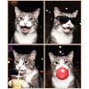 Katzen Graue Tabby Katze