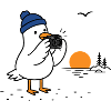 Möwe mit Kamera am Sonnenuntergang