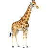 Giraffe aquarell Geschenk 