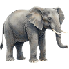 Elefant im aquarell Stil Geschenk 