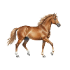 Pferd aquarell Geschenk Reiter