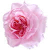 Pinke Rose (pink rose)