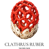 Clathrus Ruber – Der rote Käfig