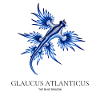 Glaucus Atlanticus – Der blaue Drache