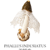 Phallus Indusiatus – Die Verschleierte Dame