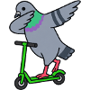 Taube auf Scooter