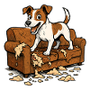 Jack Russell Terrier Chaos Zerrissenes Sofa