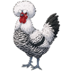 Holländer Haubenhuhn