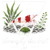 Crystal Red Zwerggarnele