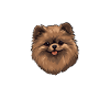 Glücklicher brauner Pomeranian