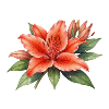 Blume Blüte rot Geschenk 