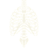 Anatomisches Skelett-Brustkorbdesign