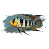 Buntbarsch Aquarium Aquaristik