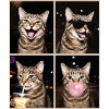 Katzen Graue Tabby Katze