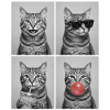 Katzen Graue Tabby Katze