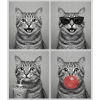 Katzen Graue Tabby Katze
