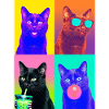 Katzen schwarze Katze
