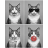 Katzen Graue Tabby Katze
