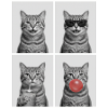 Katzen Graue Tabby Katze