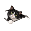 Tuxedo Cat