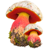 Pilz in leuchtenden farben