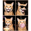 Katzen orange Tabby Katze