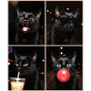 Katzen schwarze Katze