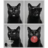 Katzen schwarze Katze
